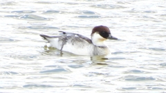 DSCN0369：ミコアイサ