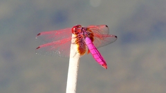 P2270189:ベニトンボ(オス) P2270189:ベニトンボ(オス)