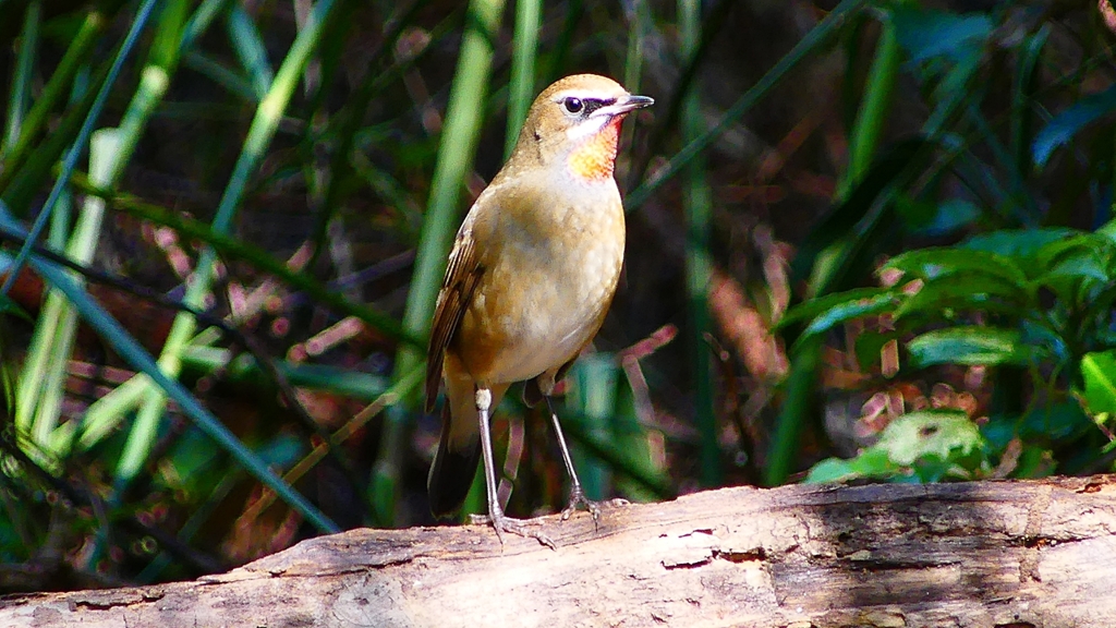 P2310096：ノゴマ（オス