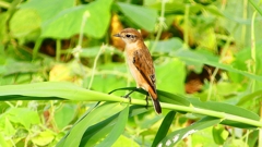 P2290407：ノビタキ