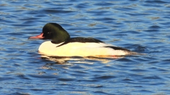 DSCN6367：カワアイサ