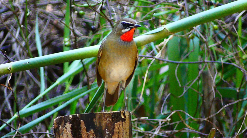 P2310500：ノゴマ（オス