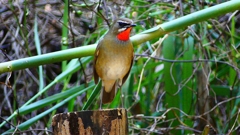 P2310500：ノゴマ（オス