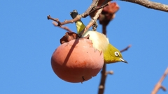 DSCN8692：メジロ