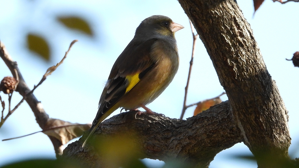 DSCN6330：カワラヒワ