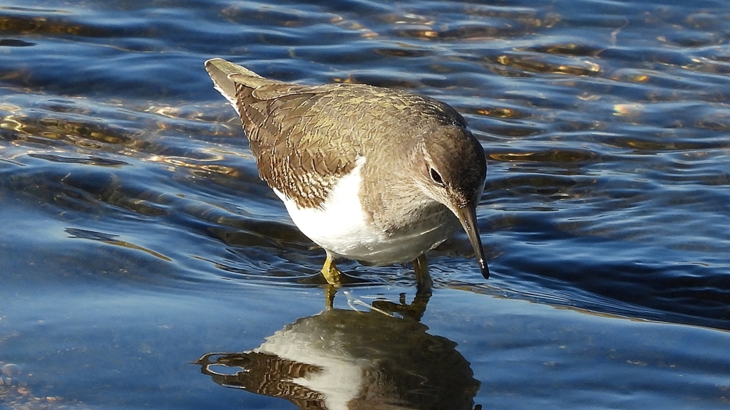 DSCN1229：イソシギ