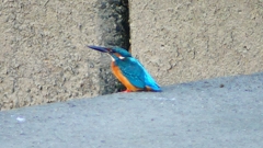 P2320093：カワセミ