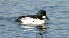 DSCN2714：ホオジロガモ（オス）