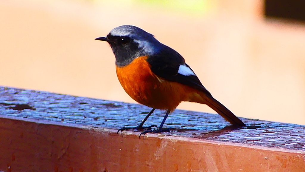 P2370644：ジョウビタキ（オス）