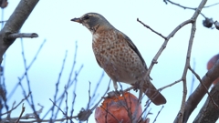 DSCN7694：ハチジョウツグミ