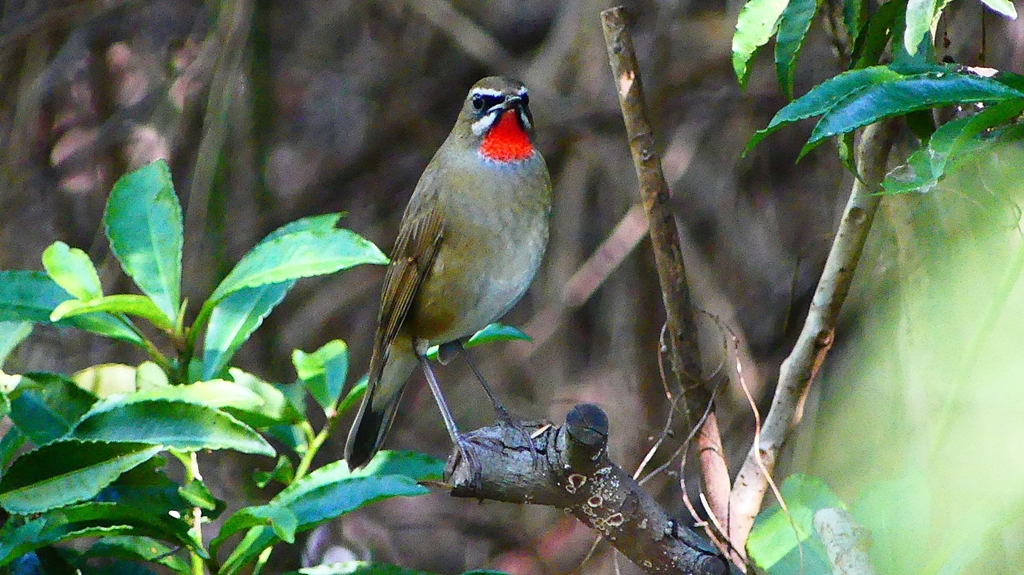 P2300897：ノゴマ（オス）