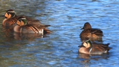 DSCN7888：トモエガモ