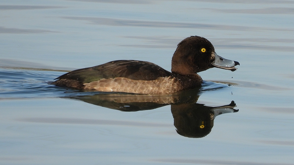 DSCN2896：キンクロハジロ（メス）