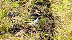 P2390401：タゲリ