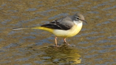 DSCN7493：キセキレイ