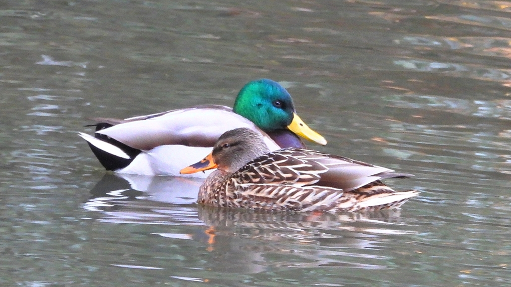 DSCN6993：マガモ