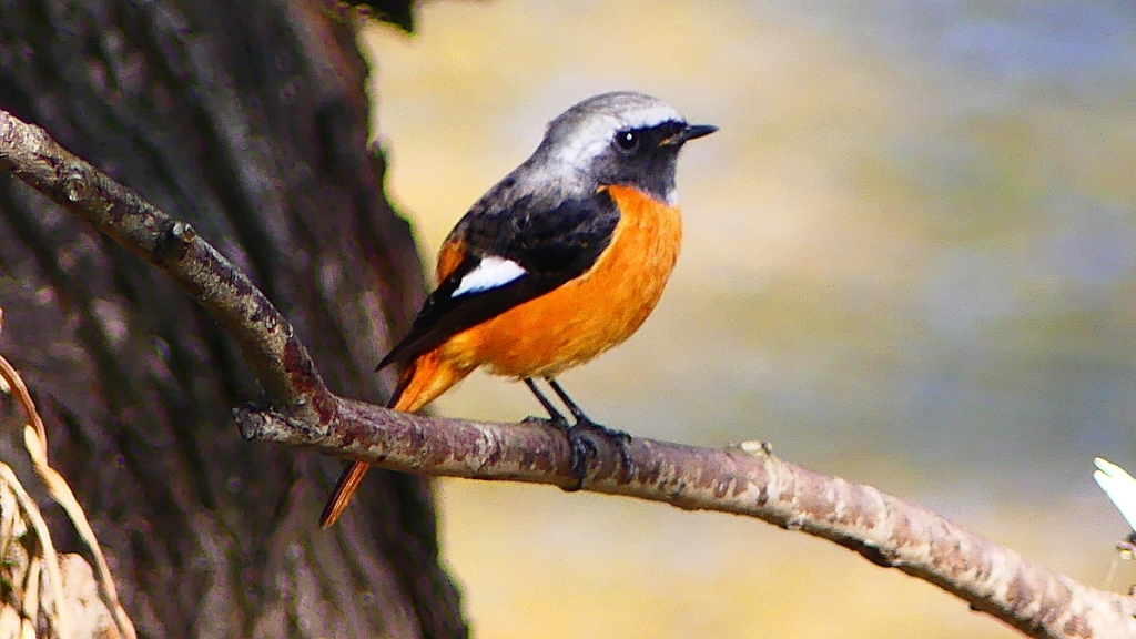 P2320905：ジョウビタキ（オス）