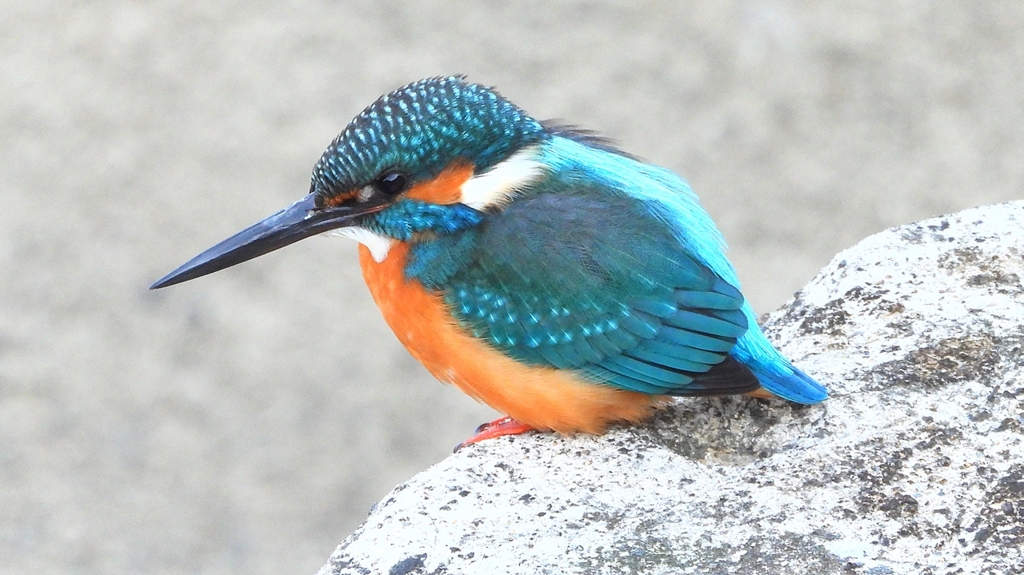 DSCN6392：カワセミ（オス）