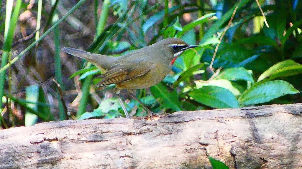 P2300858：ノゴマ（オス）