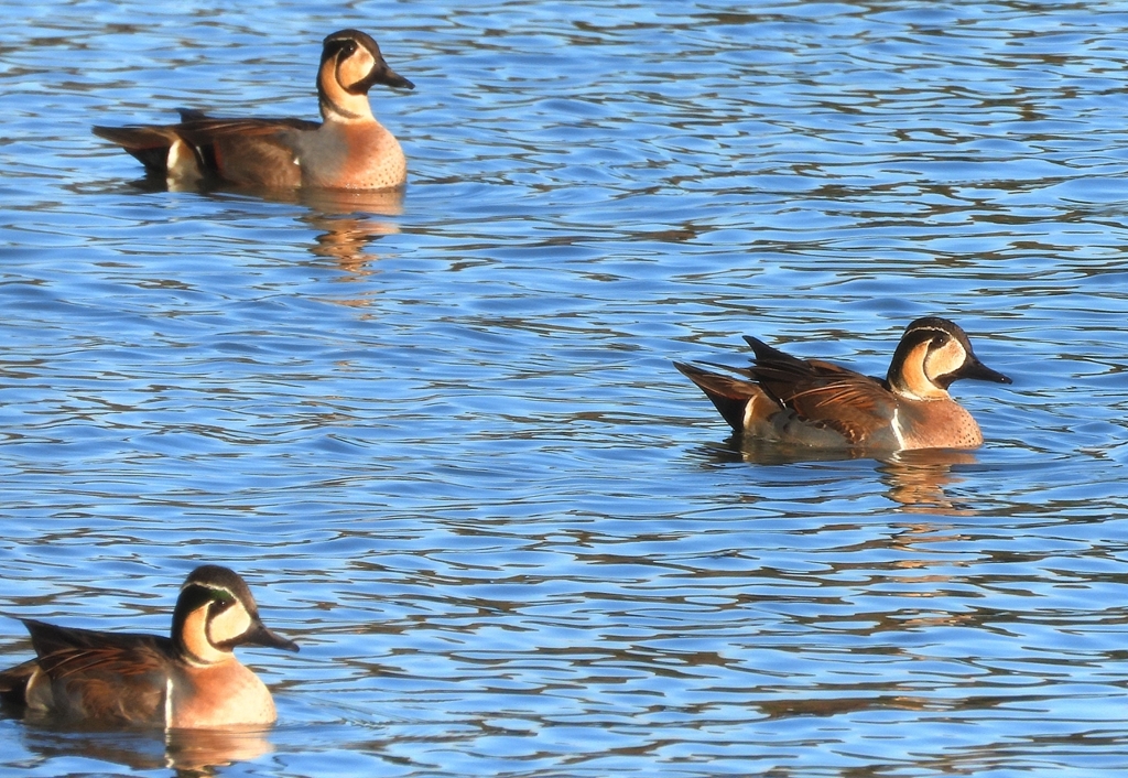 DSCN7874：トモエガモ（オス）