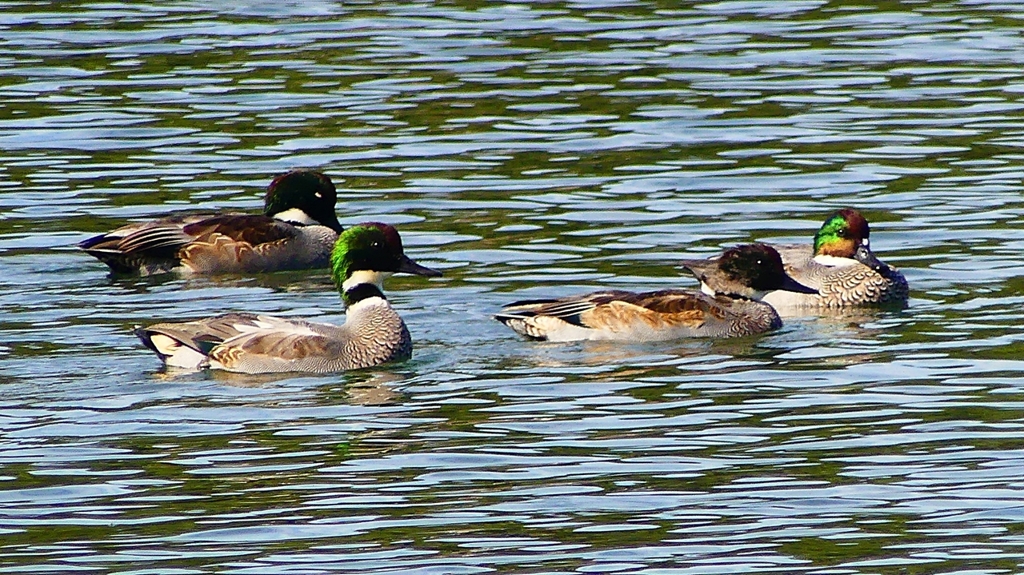 P2360417：ヨシガモ