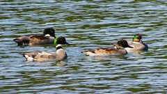 P2360417：ヨシガモ