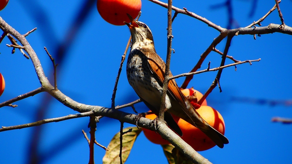 P2370799：ツグミ