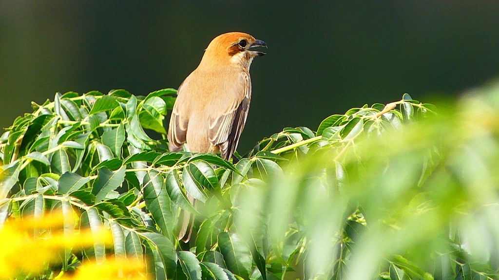 P2360942：モズ（メス）