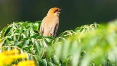 P2360942：モズ（メス）