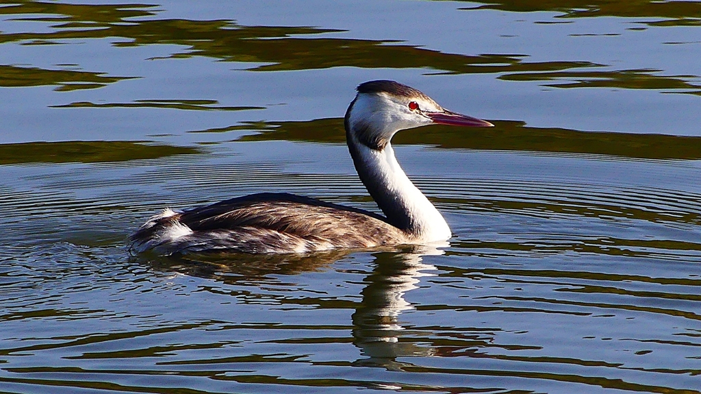 P2360145：カンムリカイツブリ