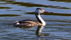 P2360145：カンムリカイツブリ