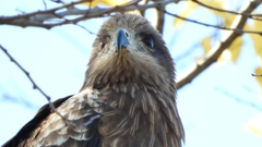 DSCN1392：トビ（顔アップ）