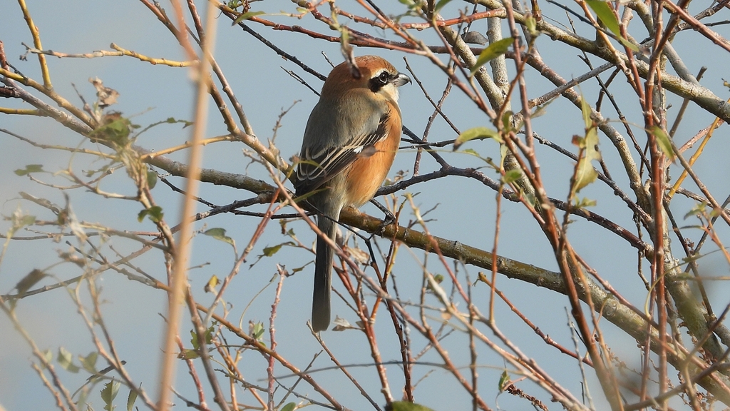 DSCN4283：モズ（オス）