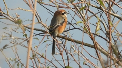 DSCN4283：モズ（オス）