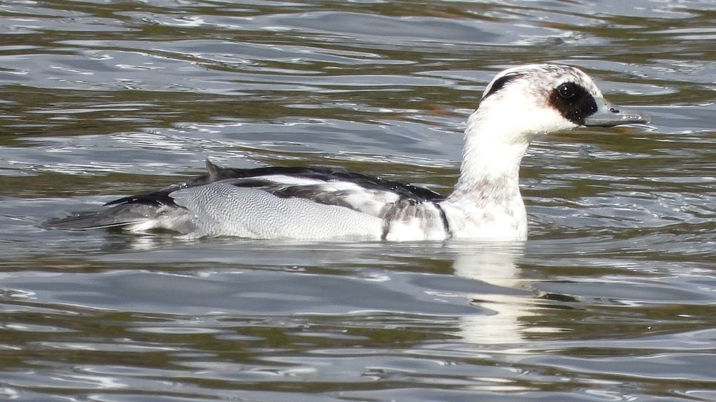 DSCN0292：ミコアイサ（オス）