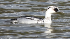 DSCN0292：ミコアイサ（オス）