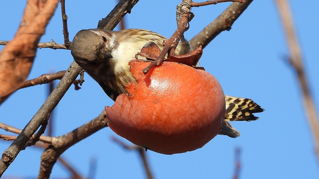 DSCN8668：コゲラ