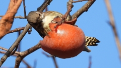 DSCN8668：コゲラ