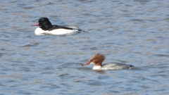 DSCN2929：カワアイサ