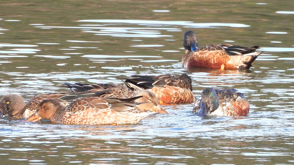 DSCN6100：ハシビロガモ