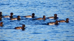 P2380112：キンクロハジロ