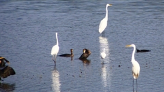 P2360789：カワウ他