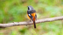 P2370067：ジョウビタキ（オス）