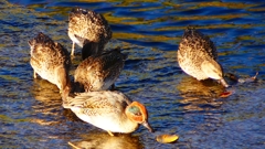 P2400290：コガモ