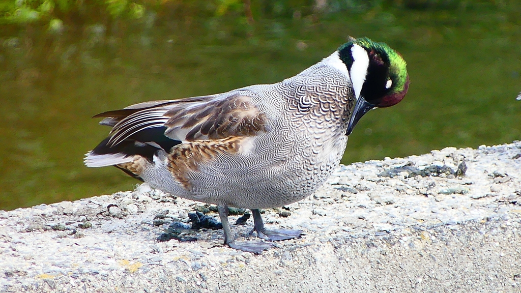 P2350214：ヨシガモ