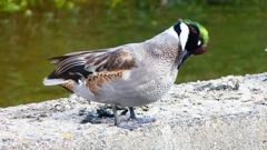 P2350214：ヨシガモ