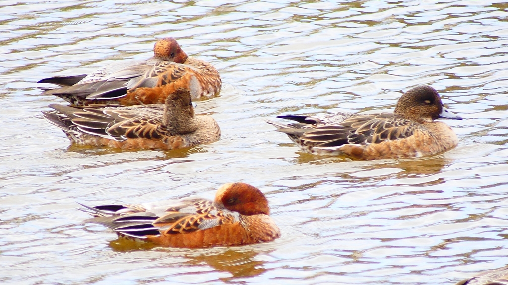 P2340148：ヒドリガモ