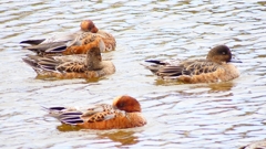 P2340148：ヒドリガモ