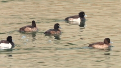 DSCN7176：キンクロハジロ