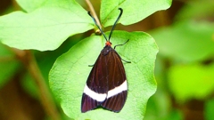 P2260252：ホタルガ
